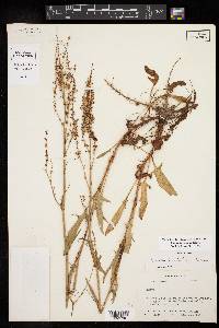 Rumex hastatulus image