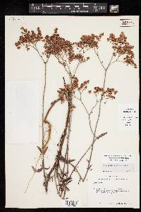 Eriogonum multiflorum image