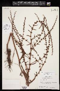 Rumex pulcher image