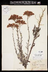 Eriogonum multiflorum image