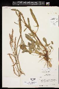 Rumex hastatulus image