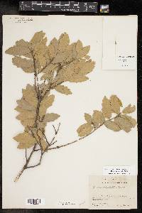 Quercus gambelii image