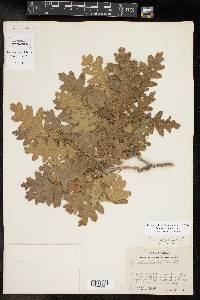 Quercus gambelii image