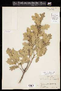 Quercus mohriana image