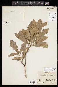 Quercus mohriana image