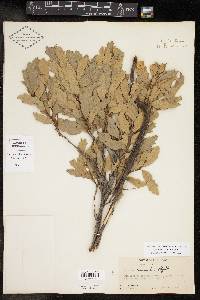 Quercus havardii image