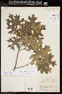 Quercus buckleyi image