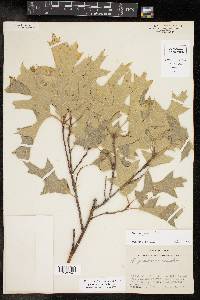 Quercus gravesii image