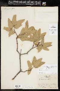 Quercus emoryi image