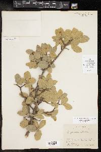 Quercus grisea image