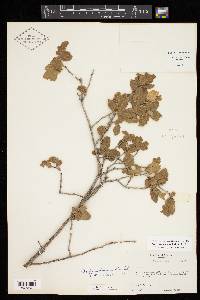 Quercus mohriana image