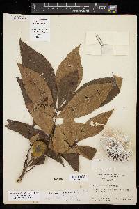 Carya texana image