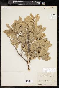 Quercus gambelii image