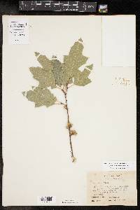 Quercus gravesii image