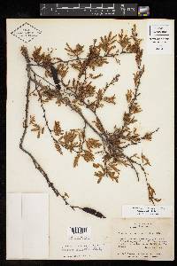 Vachellia farnesiana image