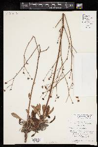 Eriogonum nealleyi image