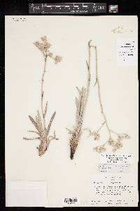 Eriogonum longifolium image