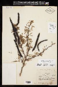 Vachellia schaffneri image