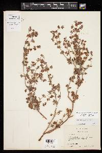 Eriogonum abertianum image