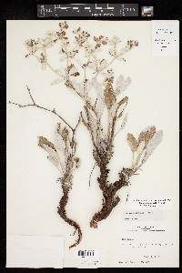 Eriogonum correllii image