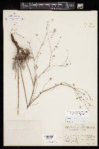 Eriogonum havardii image