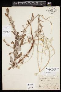 Eriogonum annuum image