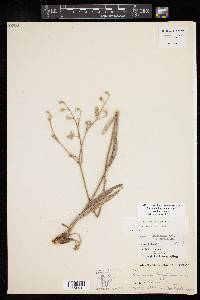Eriogonum longifolium image