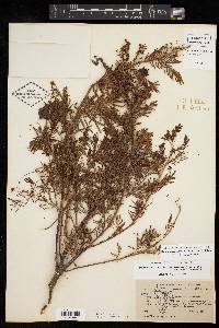 Desmanthus illinoensis image