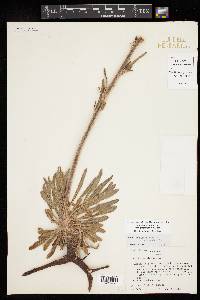 Eriogonum alatum var. glabriusculum image