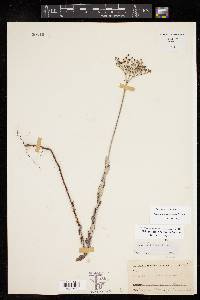 Eriogonum riograndis image