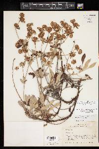 Eriogonum jamesii image