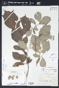 Styrax grandifolius image