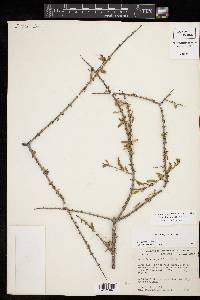 Forestiera angustifolia image