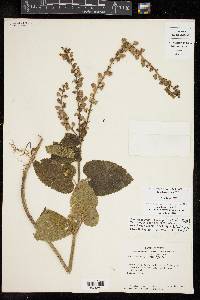 Scutellaria ovata image