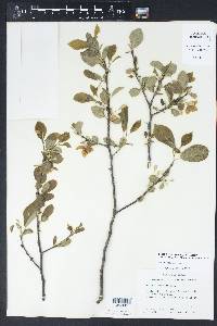 Halesia diptera image