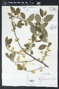 Halesia diptera image