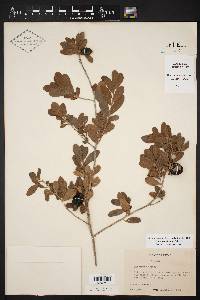 Diospyros texana image