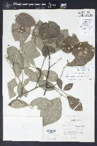 Styrax grandifolius image