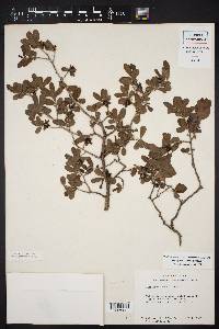 Diospyros texana image