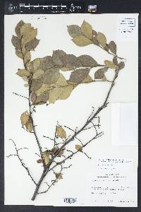 Styrax americanus image