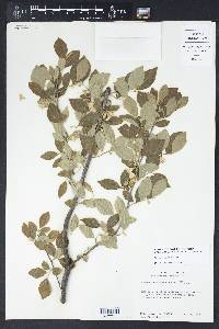 Styrax americanus image