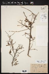 Diospyros texana image