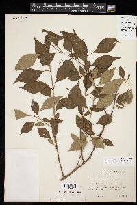 Forestiera acuminata image