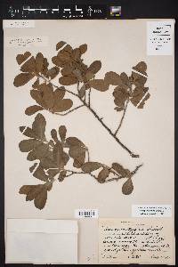 Diospyros texana image