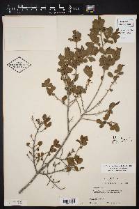 Diospyros texana image