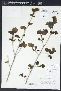 Styrax platanifolius var. platanifolius image