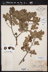 Diospyros texana image