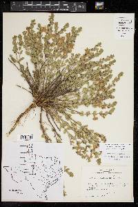 Scutellaria resinosa image