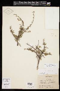 Forestiera angustifolia image