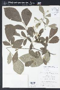 Styrax grandifolius image